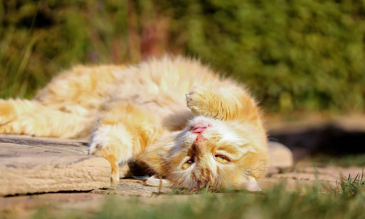Artėja Super El Ninjo. Šiais metais mūsų laukia ekstremali vasara?