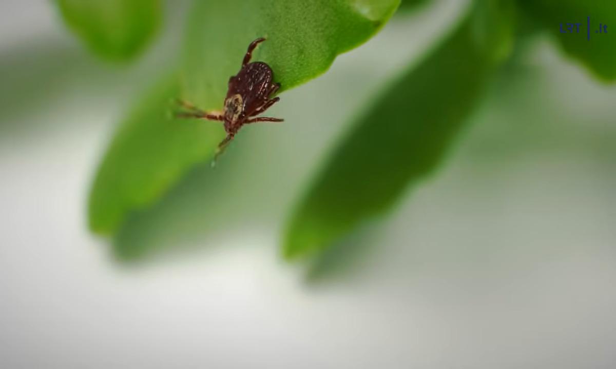 Gegužę bus per vėlu: pasodinkite šį augalą šiandien – erkės jūsų sklypą aplenks plačiu lanku 
