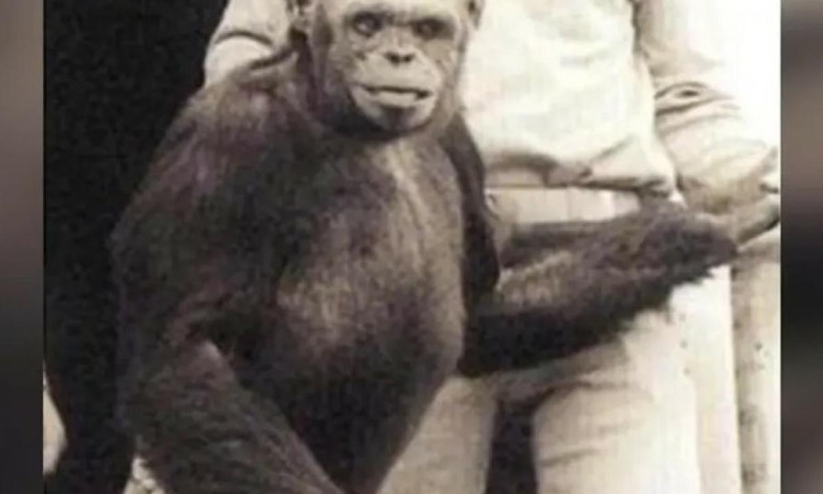 Šiurpioji „Humanza“. Kas žinoma apie vyro ir šimpanzės kūdikį, kuris tariamai gimė prieš 100 metų (VIDEO)