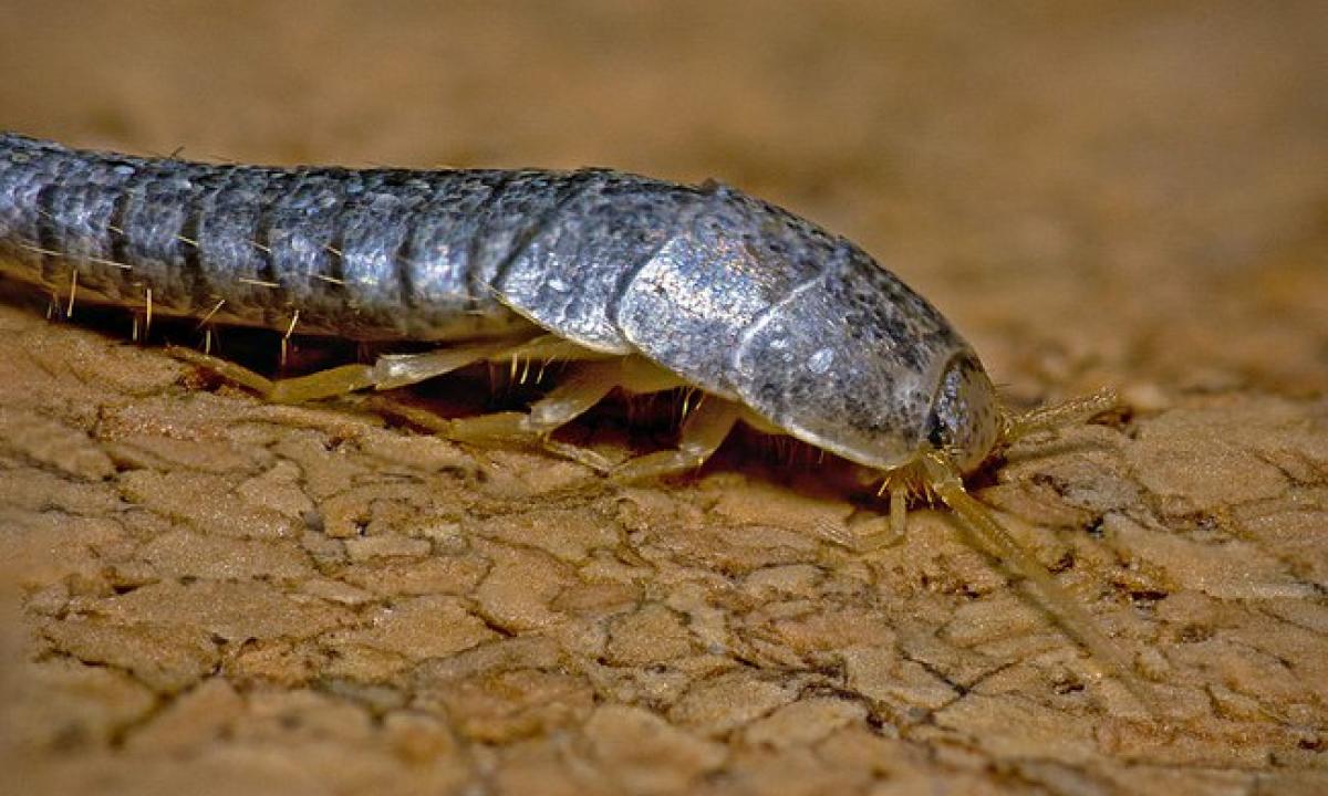 „Perpjaunu per pusę ir palieku vonioje nakčiai.“ Atsikratysite nematomo svečio