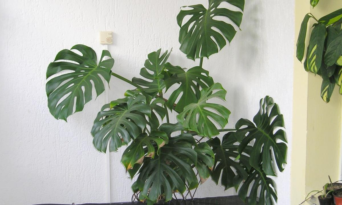 Fenomenas jūsų svetainėje: ką apie jūsų namų aurą išduoda monsteros būklė?