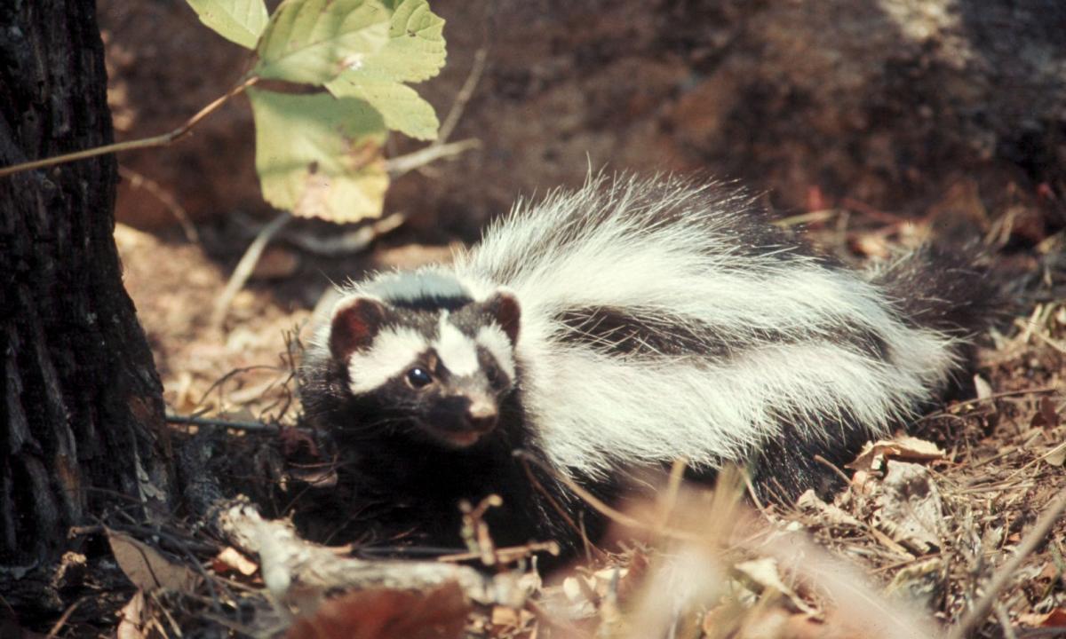 Net liūtai jo bijo. Smarvė baisesnė nei skunso (FOTO, VIDEO)