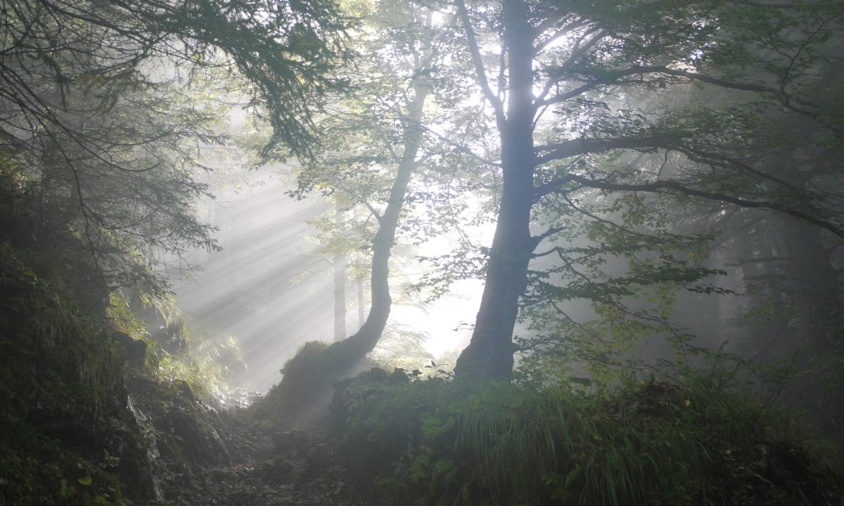 „Šis augalas – tikras erkių magnetas“. Geriau apeikite iš tolo