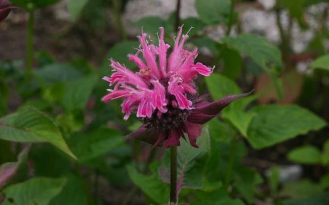 Raudonoji monarda (Monarda didyma)