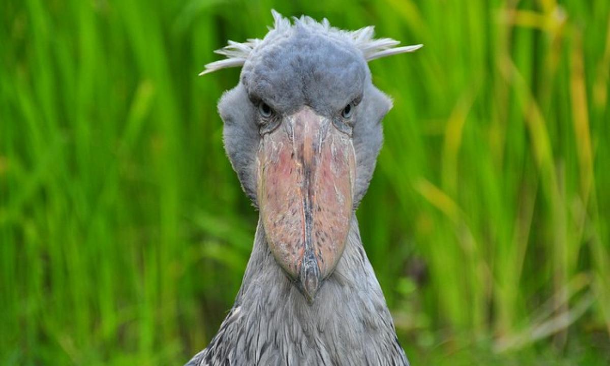 Milžiniškas žmogaus dydžio padaras. Žudo brolius ir seseris. Medžioja net krokodilus (Video)