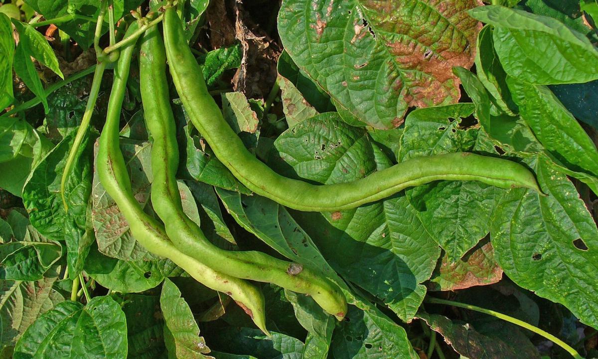 Šie maistiniai augalai populiarūs Letuvoje. Jie ką tik išrinkti nuodingiausiu 2026 metų augalu