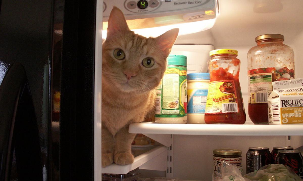 Venkite jo kaip maro! Kurio šaldytuvo geriau nepirkti? Įvardijo blogiausią modelį