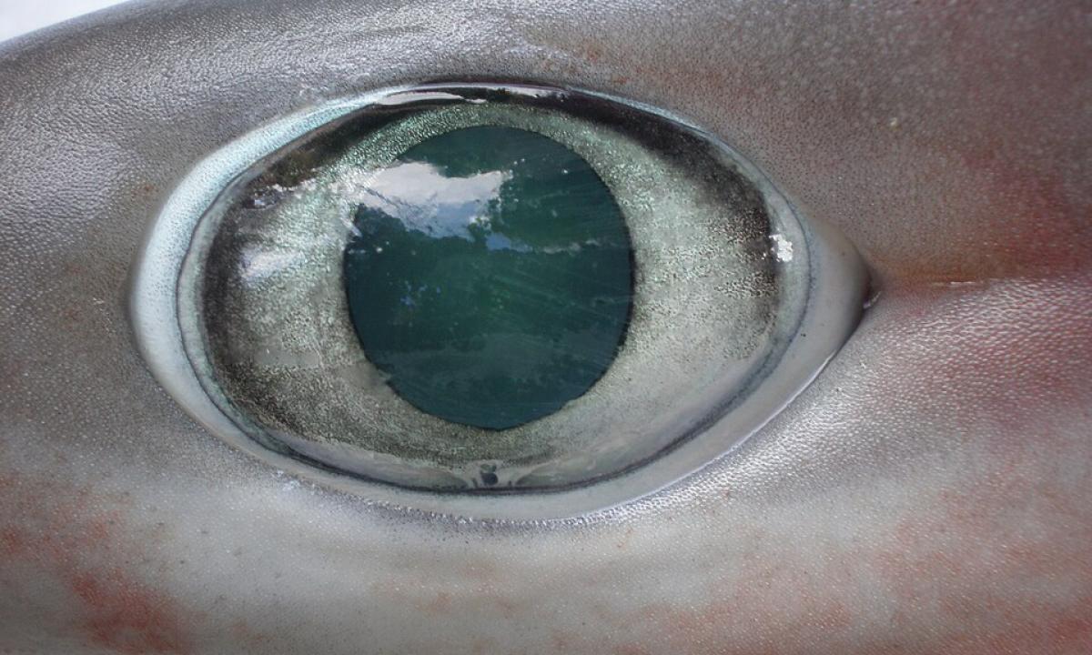 Mitybos specialistų bomba: ši žuvis geresnė už lašišą, o kainuoja grašius! 