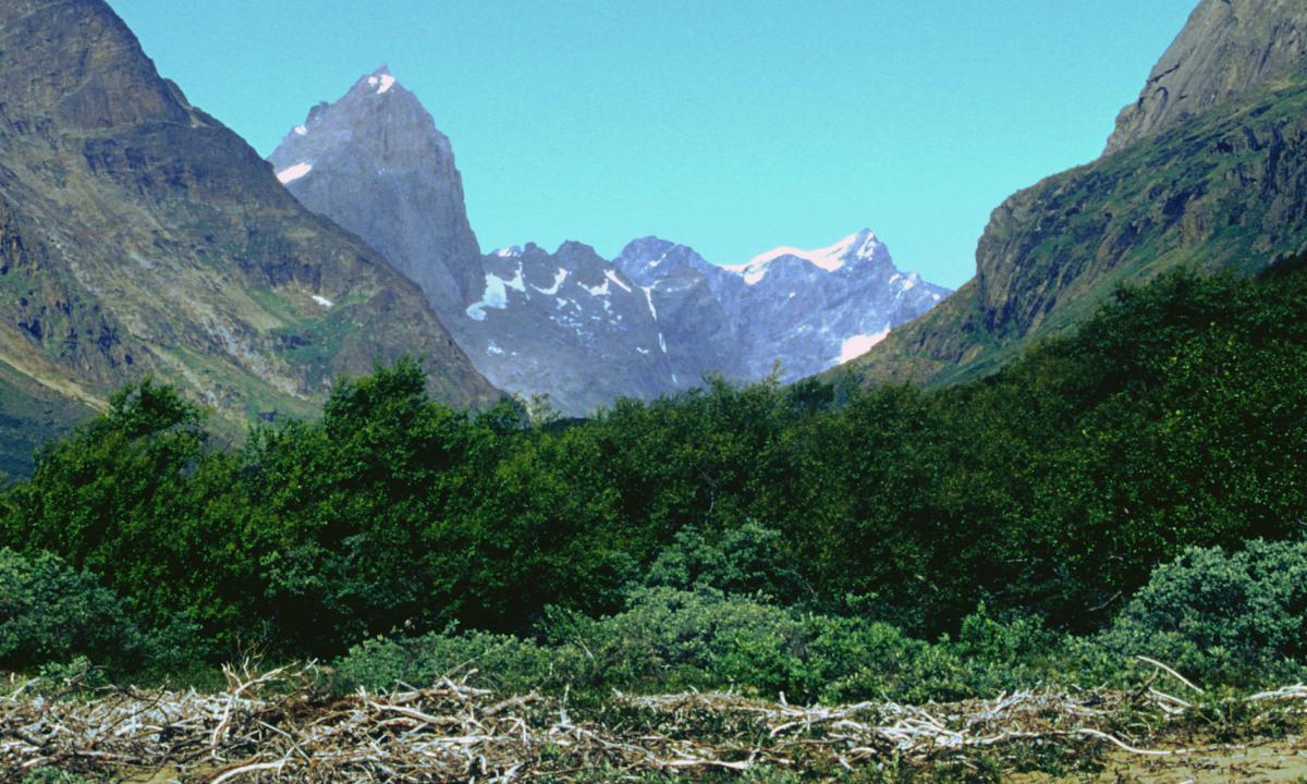 Grenlandijoje auga miškai? Taip, vienintelis! Turite tai pamatyti (VIDEO)