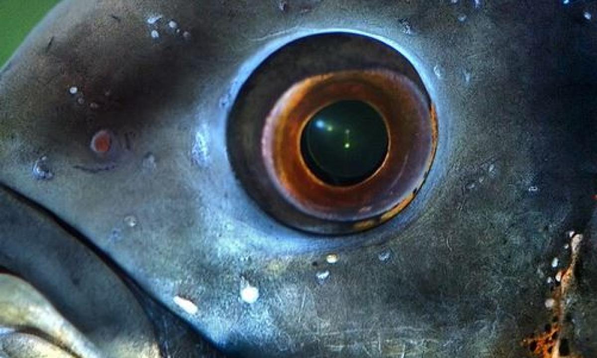 BBC reitinguose lašiša pralaimėjo šiai vandenynų žuviai. Lietuviai ją mėgsta 