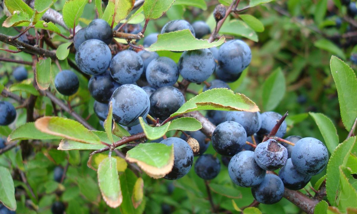 „Šis pamirštas augalas yra sveikatos lobis.“ Tai vienintelis toks augalas Lietuvoje
