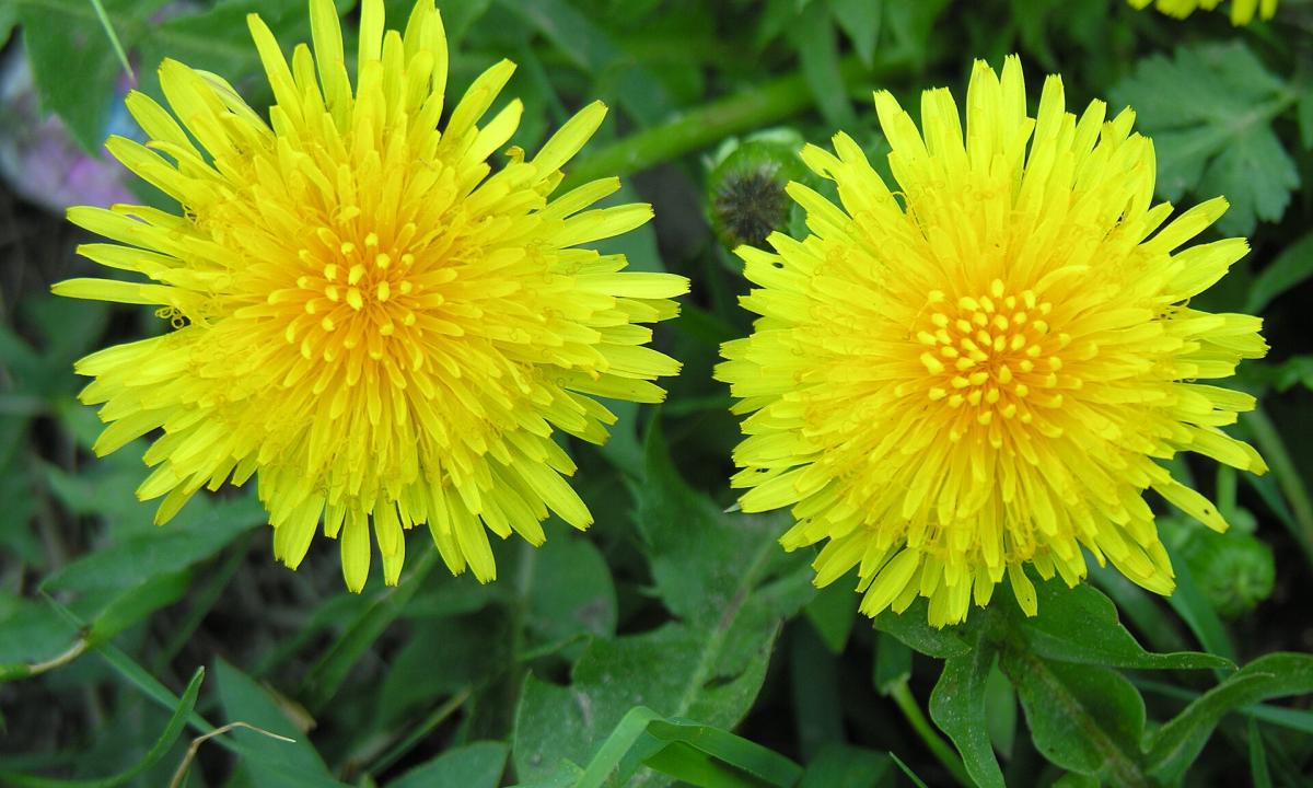 Pigi ir efektyvi priemonė. „Kiaulpienės amžiams išnyks iš vejos“