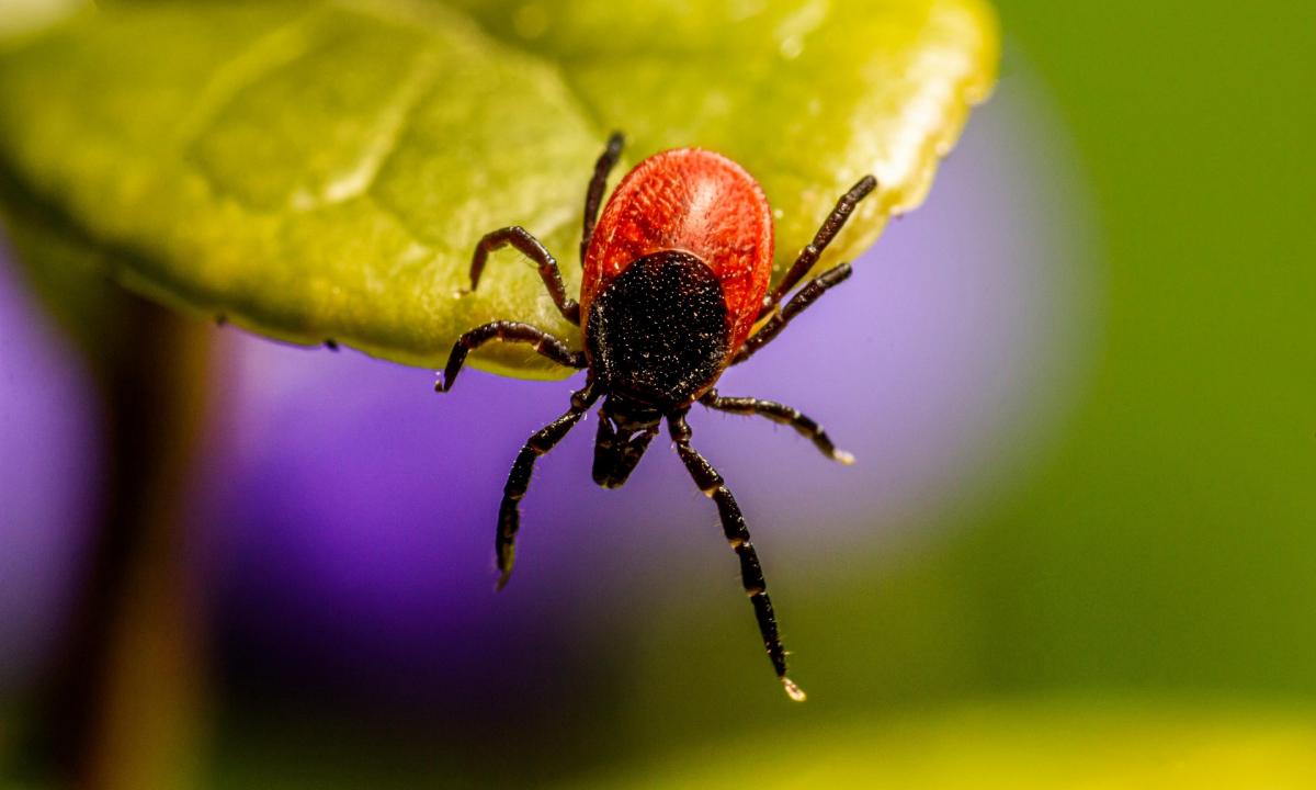 Išbarstykite ant vejos. Erkės pačios pasišalins