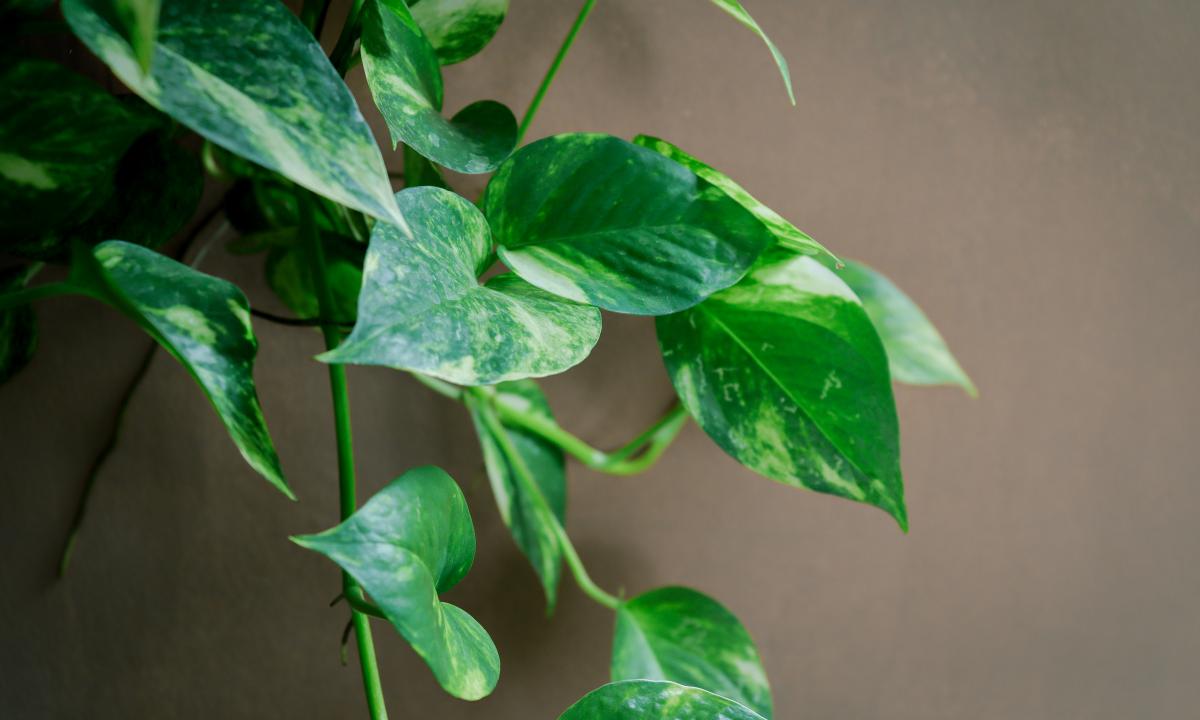 Daugiau nei dekoracija: šis vijoklis iš jūsų namų oro „išsiurbia“ nuodus