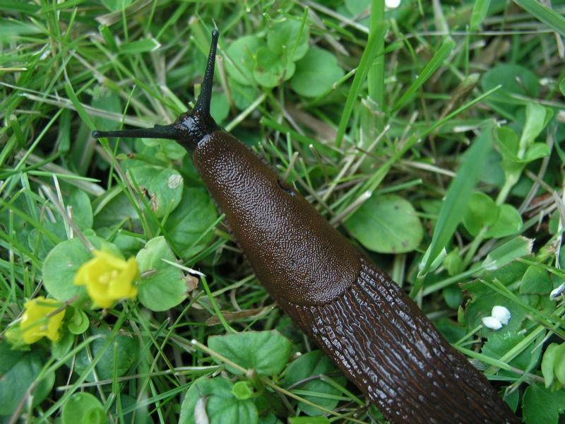 Luzitaninis arionas arba ispaninis arionas (Arion lusitanicus)