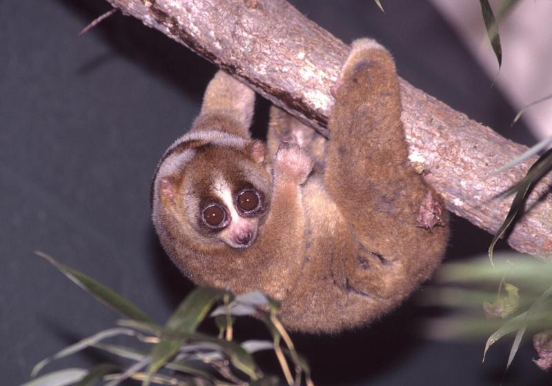 Sundos lėtasis loris (Nycticebus coucang)