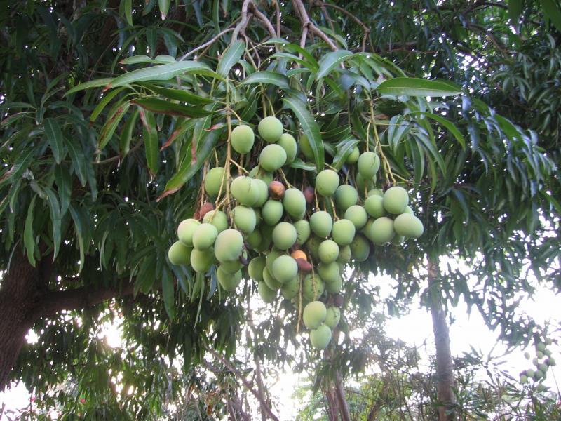 Mango vaisiai