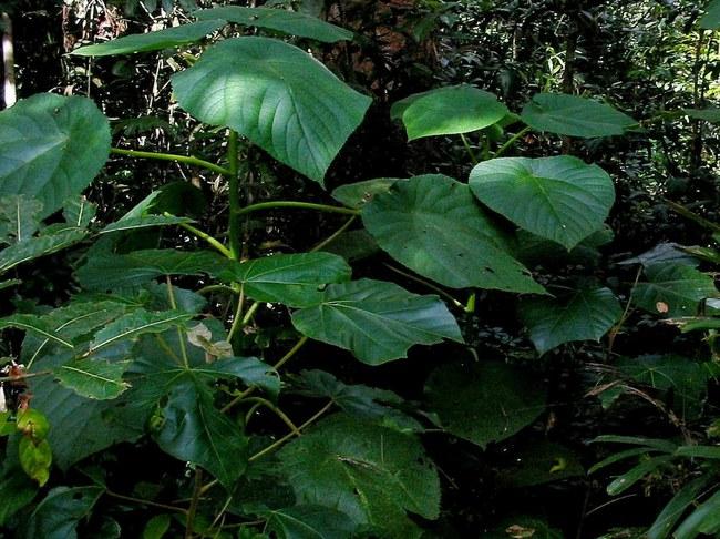 Gympie Gympie augalas, dar žinomas kaip geliantis medis