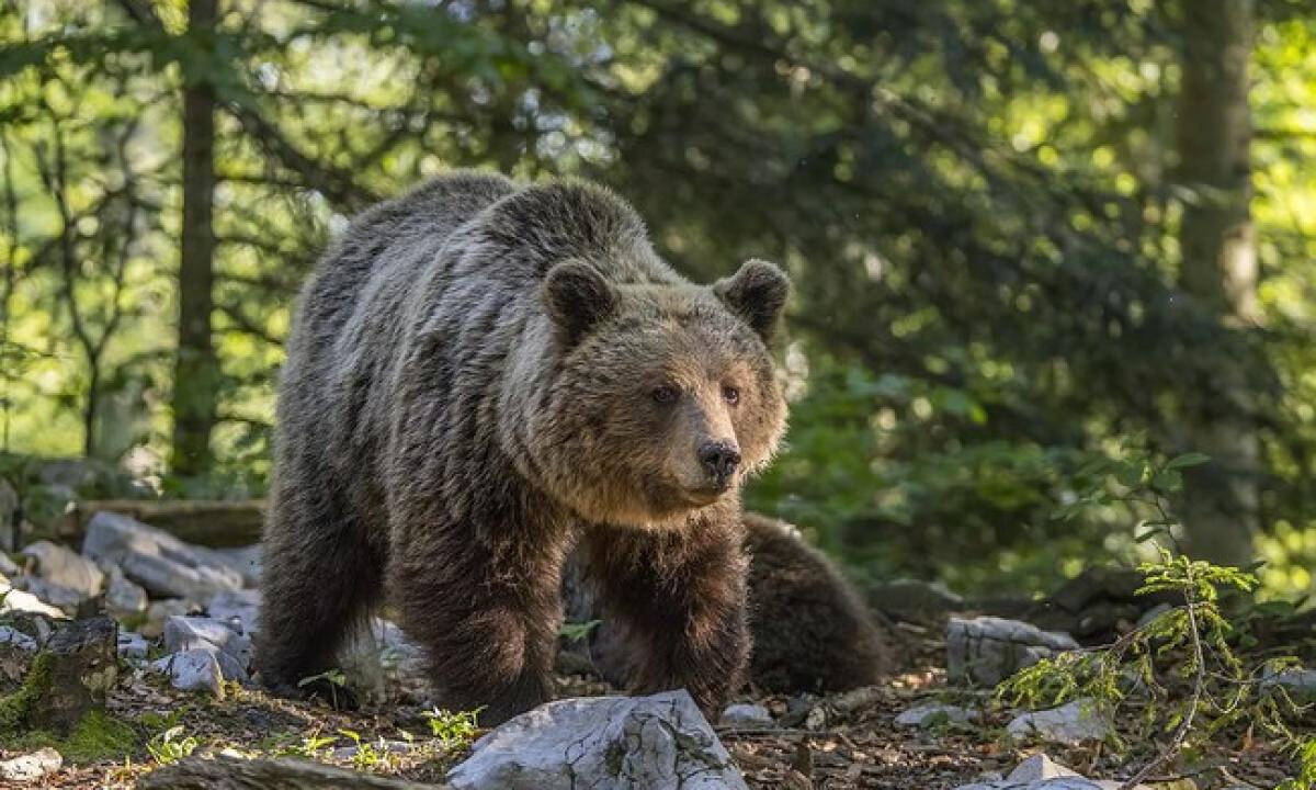 Diktatorius pamišo dėl lokių. „Pasitelkti net chemikalai“