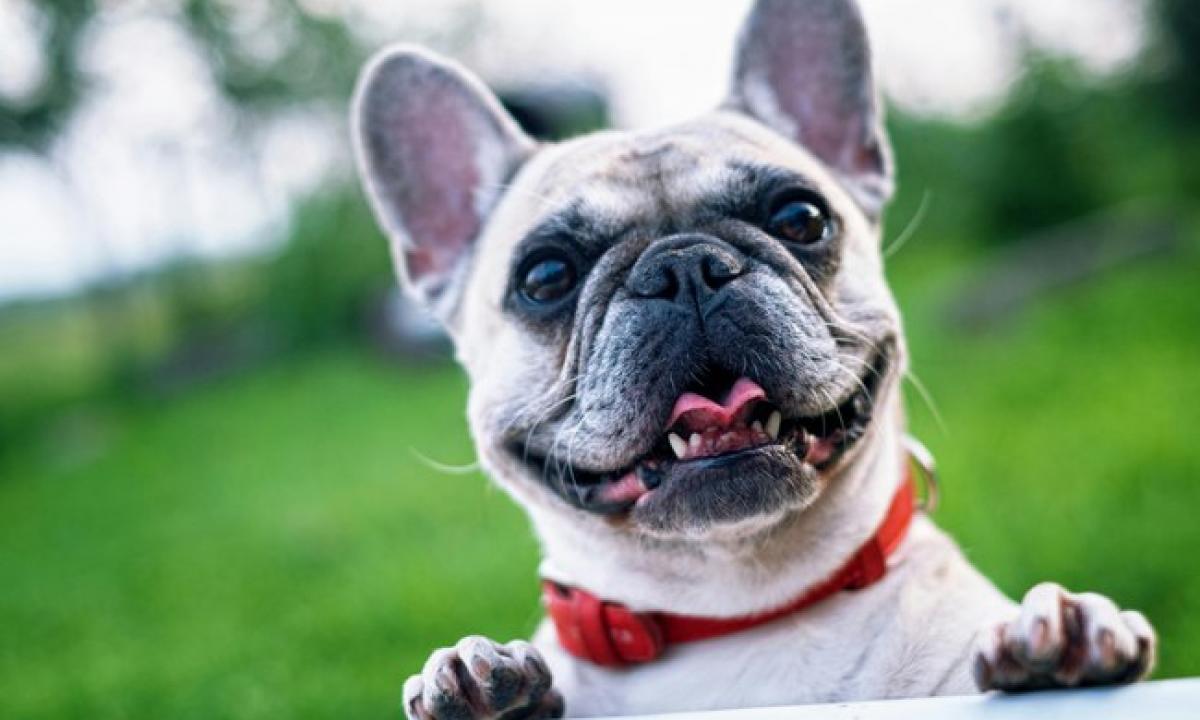 Kaip skaičiuojami šuns metai? Veterinarai nustatė, kada šunims prasideda senatvė