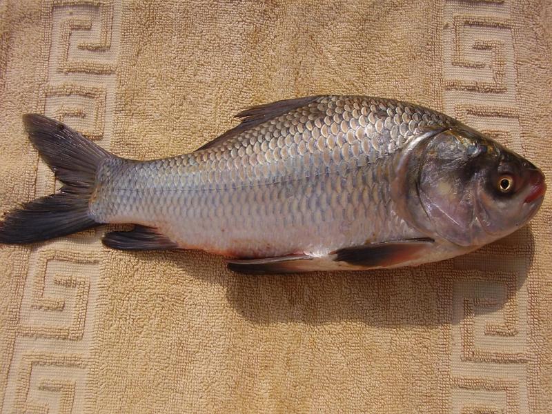Karpis