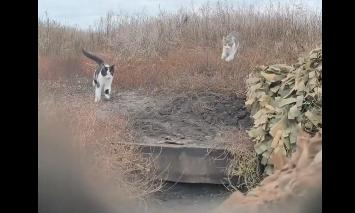 Apmokyti apkasų draugai. Greitas veiksmas, jokio delsimo (Video)