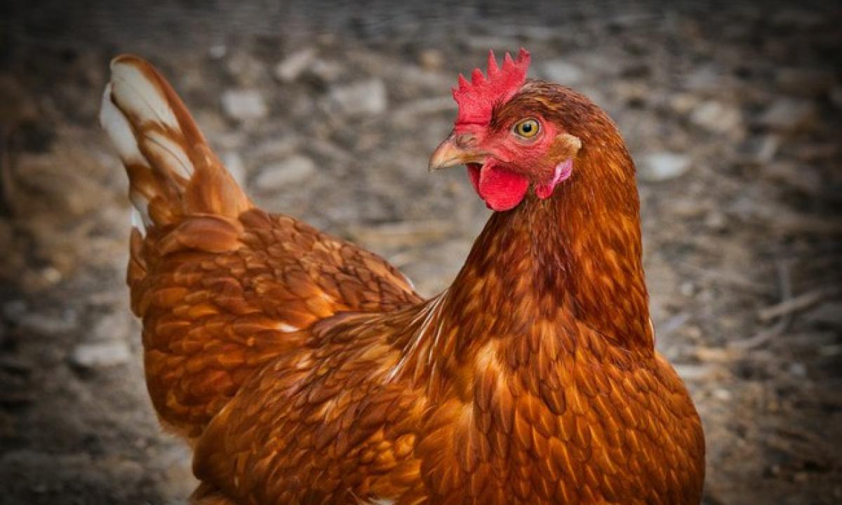 Mokslininkai pagaliau skelbia garantuotą atsakymą, kas atsirado pirmiau – višta ar kiaušinis?