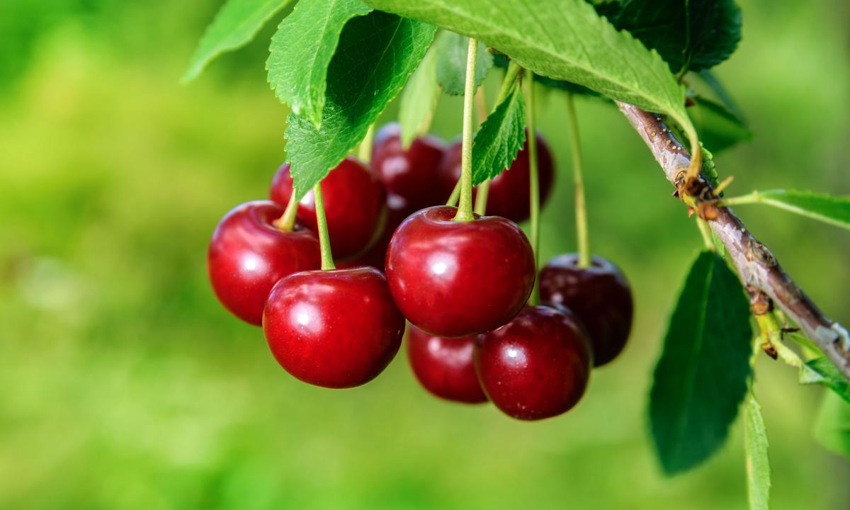 Štai kaip nugalėsite varnėnus. Veiksmingas metodas, kuris veikia jau daugelį metų
