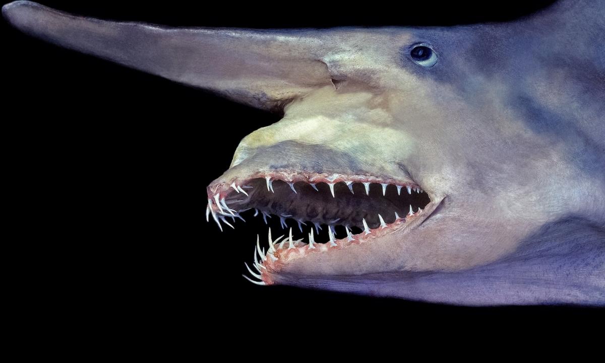 Pirmą kartą nufilmuotas retas goblinas: jie Žemėje gyvena jau daugiau nei 125 mln. metų (FOTO, VIDEO)