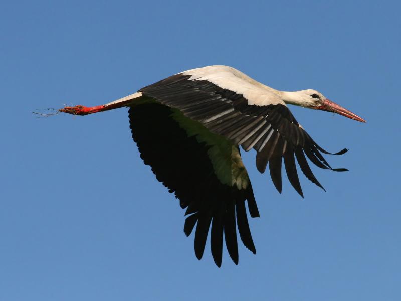 Baltasis gandras
