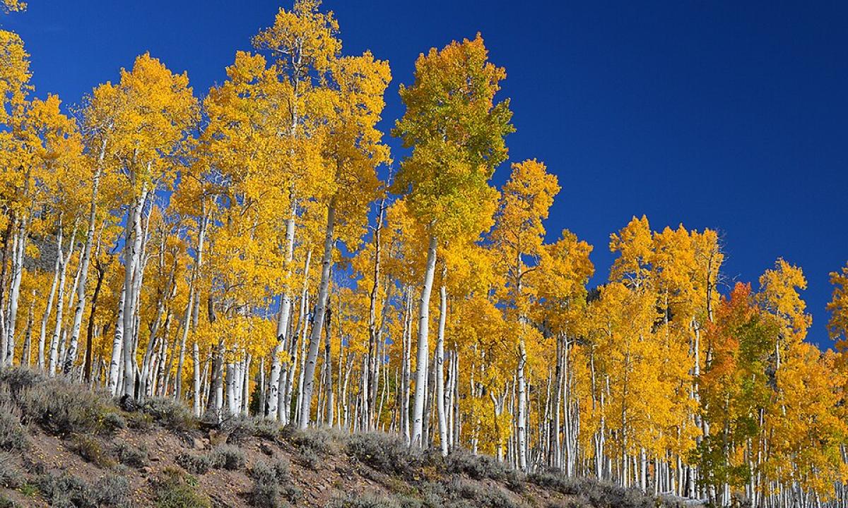 Pando prabilo po 12 000 metų. Jis gyvas ir skleidžia keistus garsus (Video)