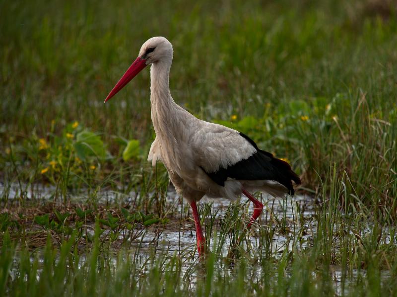 Baltasis gandras
