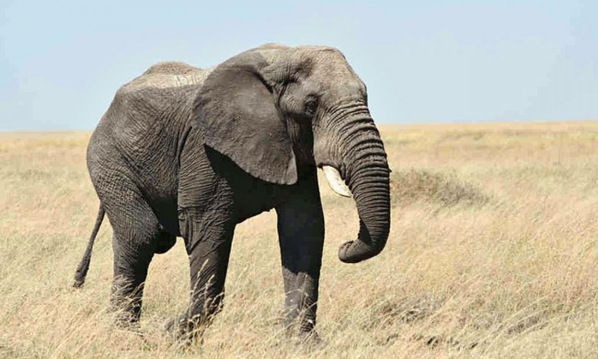 Kodėl Afrikoje gyvena tiek daug didelių gyvūnų? Kuo ji ypatinga?