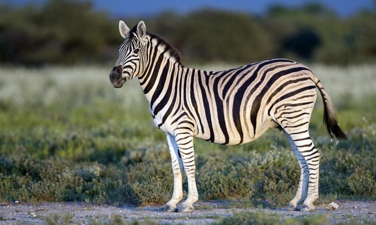 Niekas zebrais nejodinėja. Kodėl jų nepavyko prijaukinti kaip arklių? (Video)