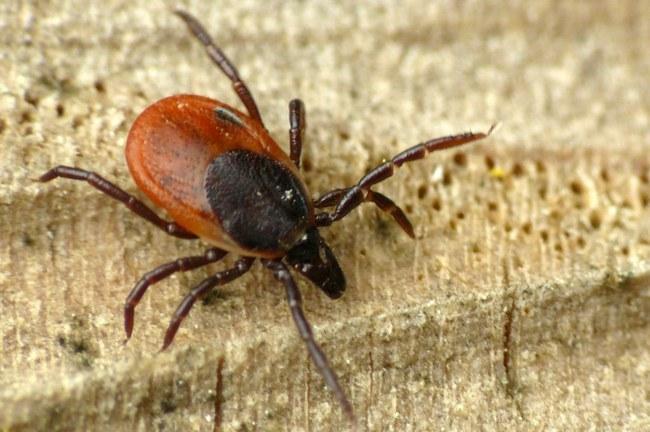 Šuninė erkė arba miškinė erkė (Ixodes ricinus) 