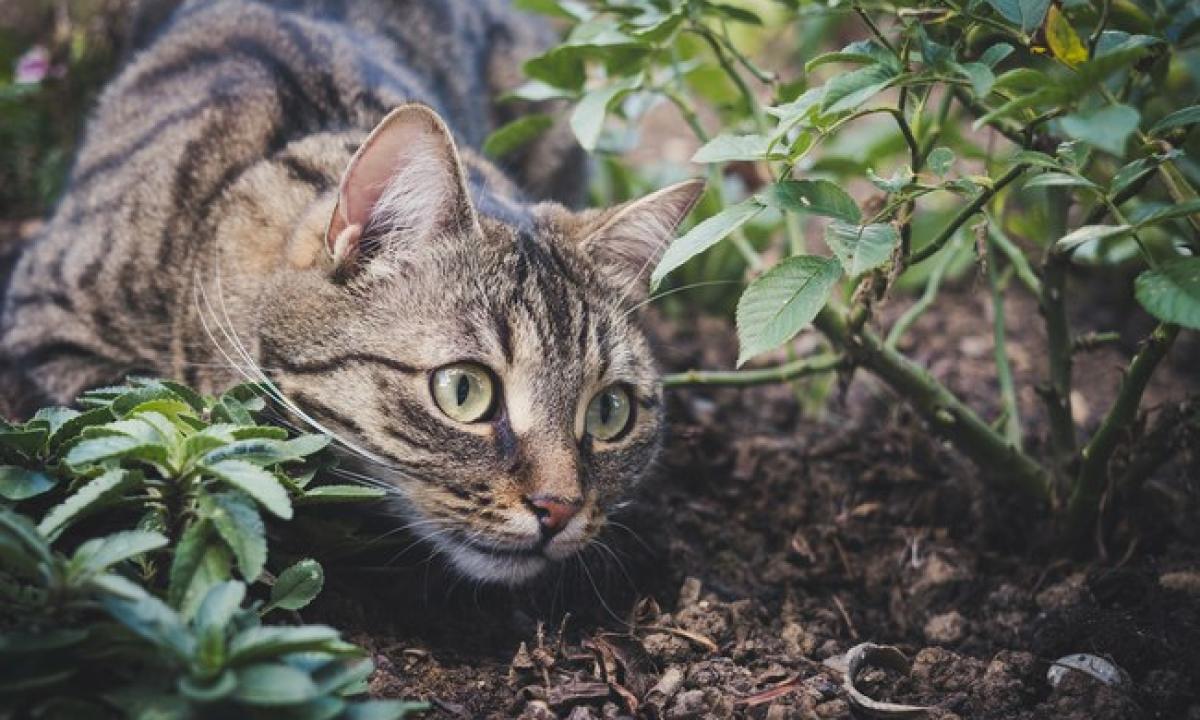 Tik atrodo mieli. Įvardintas pats pavojingiausias žudikas Žemėje