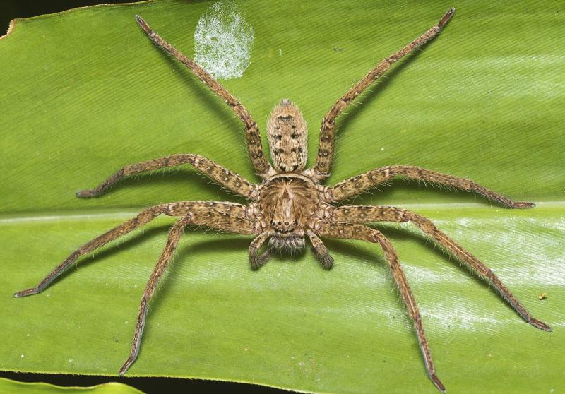 Heteropoda jugulans