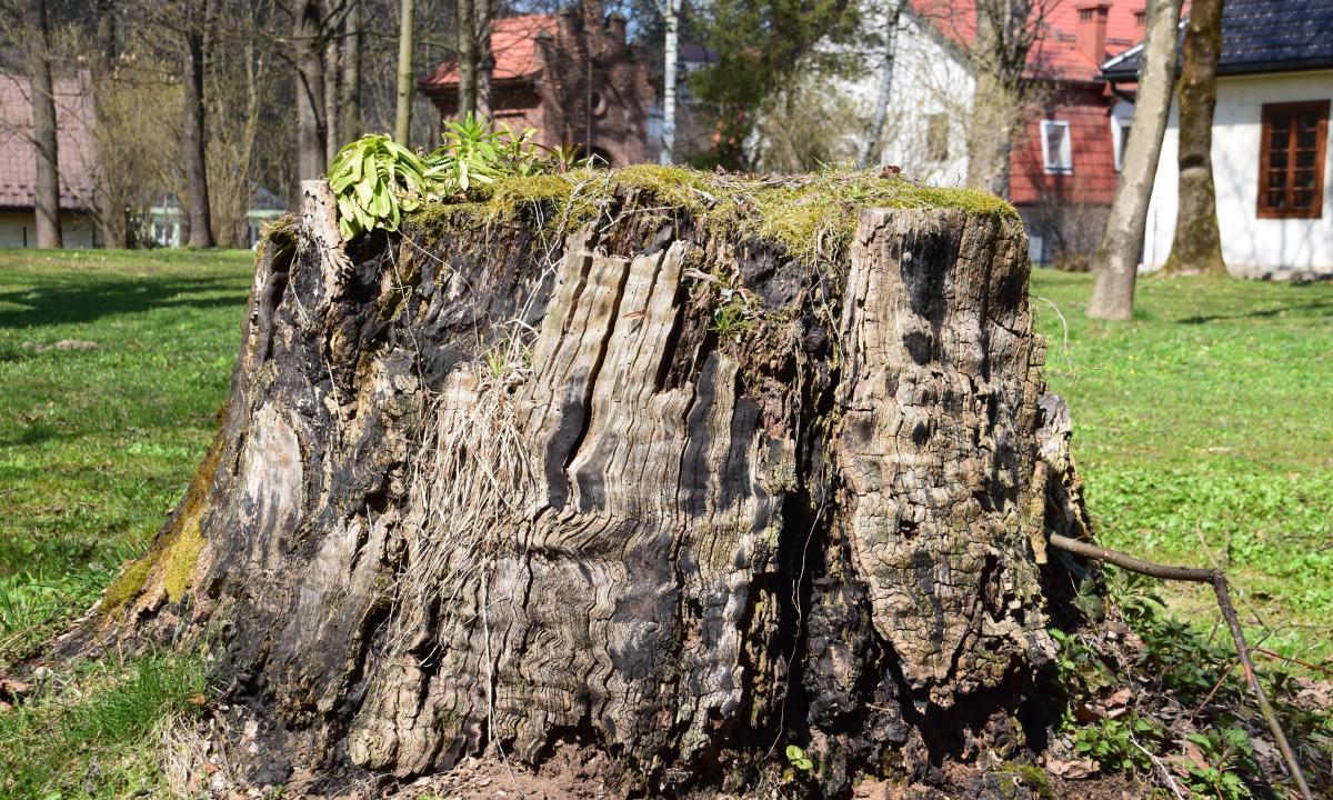 Padėkite jį ant kelmo ir neliks jokių pėdsakų. Kastuvo nereikia