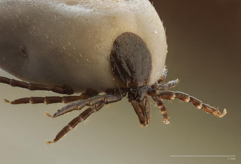 Šuninė erkė arba miškinė erkė (Ixodes ricinus) 