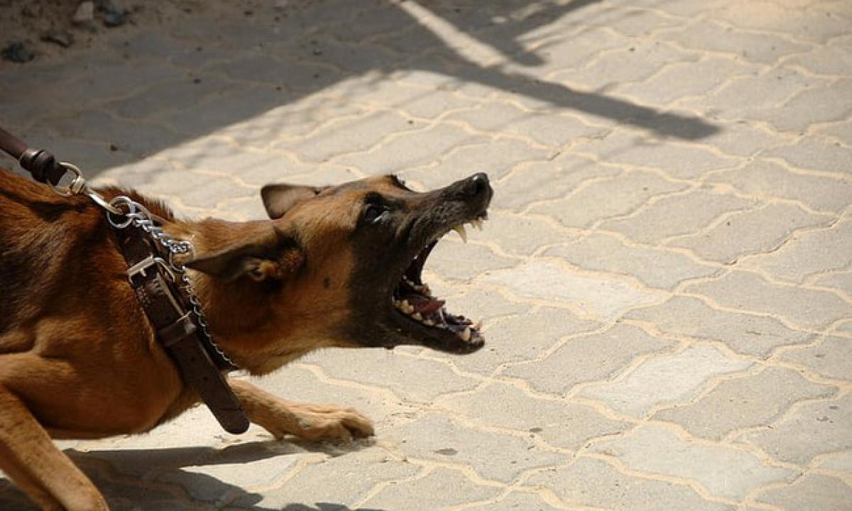 Niekada to nedarykite šuns puolimo metu. „Sužadinsite jo agresyvius instinktus“