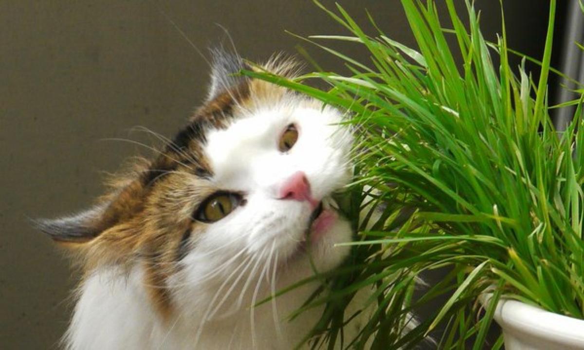 Šie 7 produktai yra MIRTINAI pavojingi katėms! Jokių būdų jų neduokite