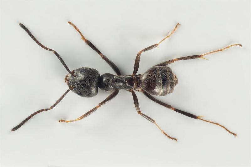 Tapinoma magnum