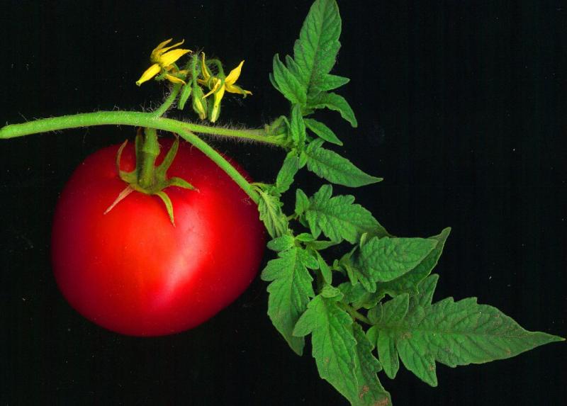Pomidoras