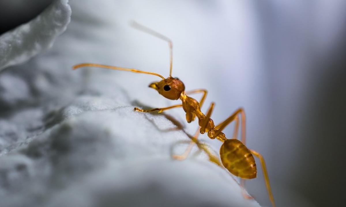 Sumaišykite 1:1 ir pamirškite skruzdėles: geriausias sodo patarimas, kurio visi ieškojo!
