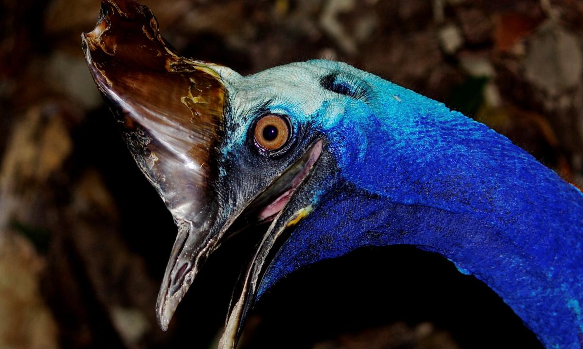Pavojingiausias paukštis pasaulyje. Milžinas kartą nužudė du žmones